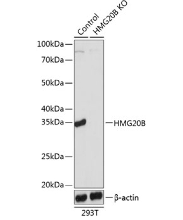 HMG20B Rabbit Polyclonal Antibody [KO Validated]
