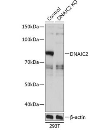 DNAJC2 Rabbit Polyclonal Antibody [KO Validated]