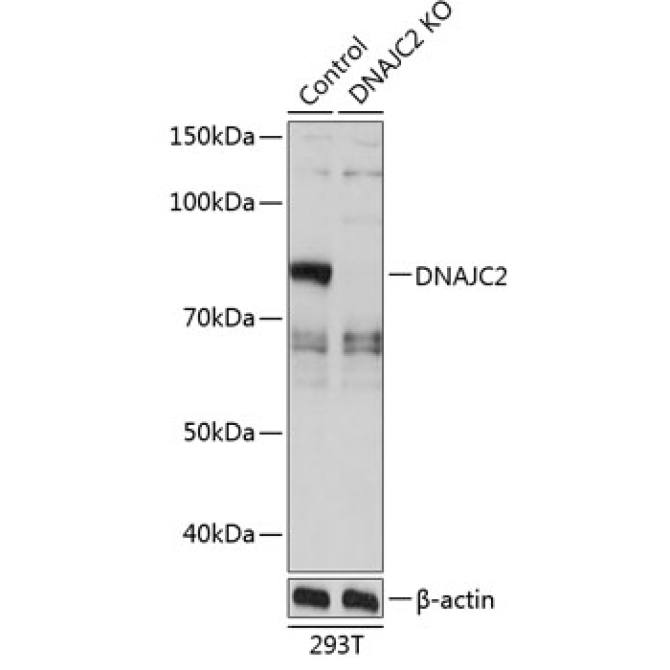 DNAJC2 Rabbit Polyclonal Antibody [KO Validated]