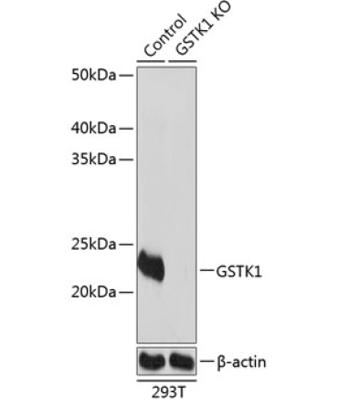 GSTK1 Rabbit Polyclonal Antibody [KO Validated]