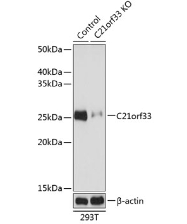 C21orf33 Rabbit Polyclonal Antibody [KO Validated]