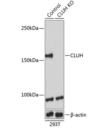 CLUH Rabbit Polyclonal Antibody [KO Validated]