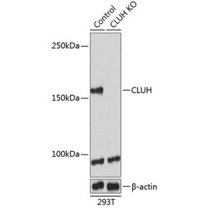CLUH Rabbit Polyclonal Antibody [KO Validated]