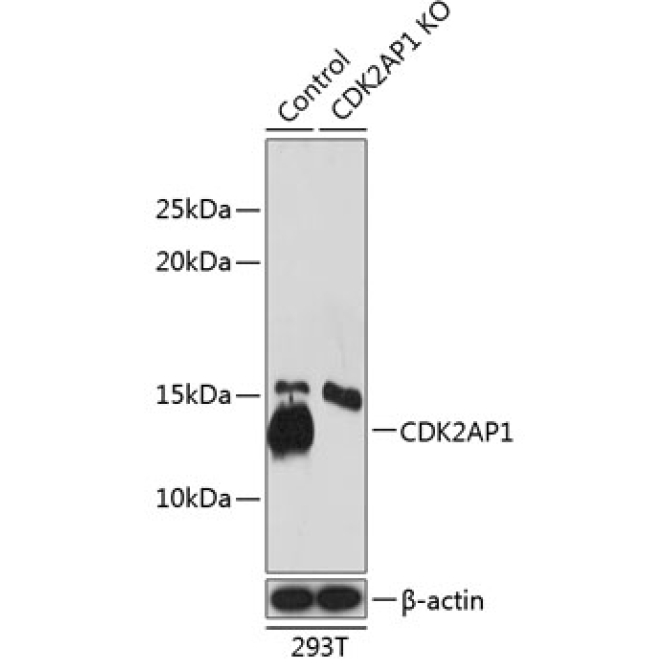 CDK2AP1 Rabbit Polyclonal Antibody [KO Validated]