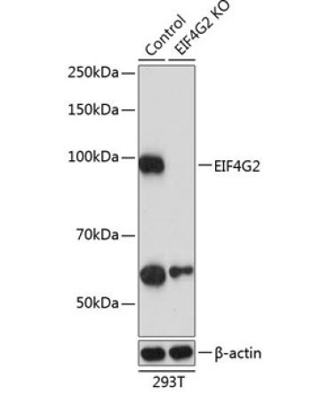 EIF4G2/p97 Rabbit Polyclonal Antibody [KO Validated]