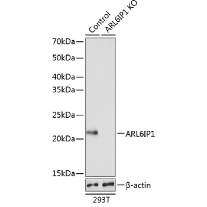 ARL6IP1 Rabbit Polyclonal Antibody [KO Validated]