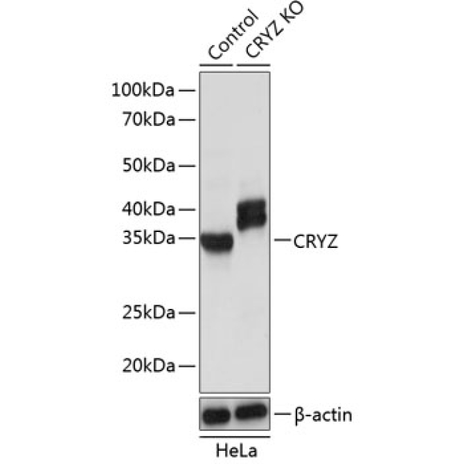 CRYZ Rabbit Polyclonal Antibody [KO Validated]