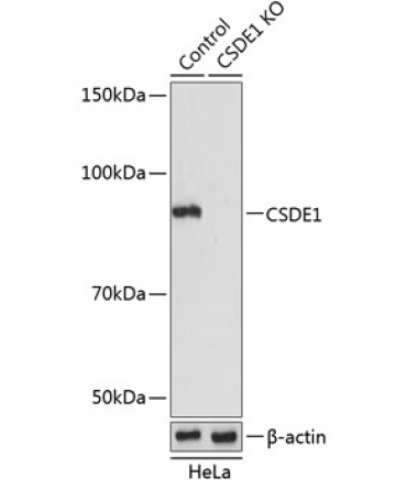 CSDE1 Rabbit Polyclonal Antibody [KO Validated]