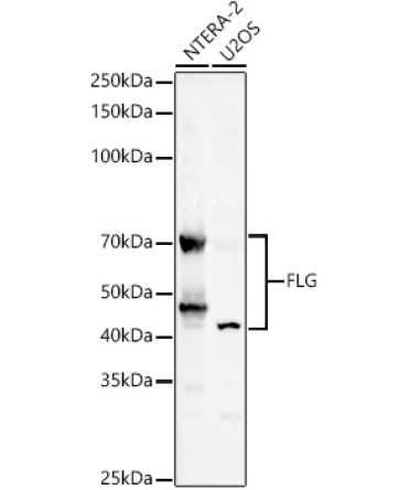 FLG Rabbit Polyclonal Antibody