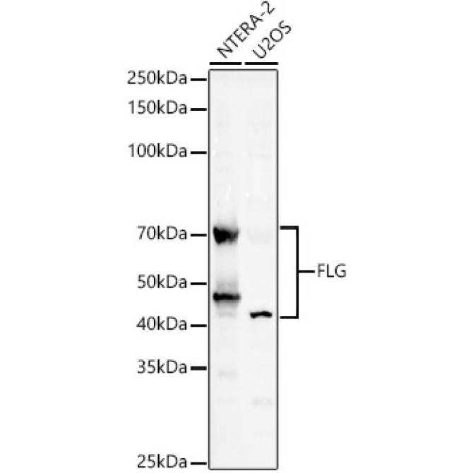 FLG Rabbit Polyclonal Antibody