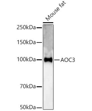 AOC3 Rabbit Polyclonal Antibody