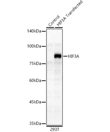 HIF3A Rabbit Polyclonal Antibody