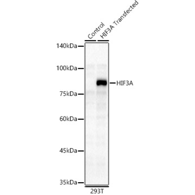 HIF3A Rabbit Polyclonal Antibody