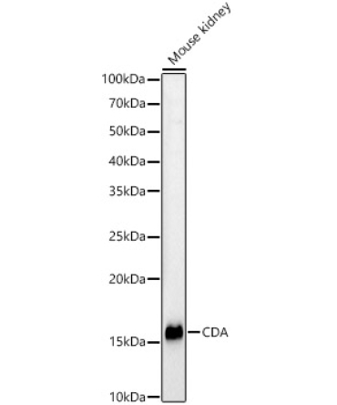 CDA Rabbit Polyclonal Antibody