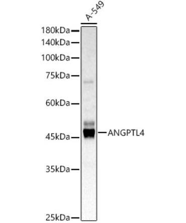 ANGPTL4 Rabbit Polyclonal Antibody