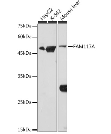 FAM117A Rabbit Polyclonal Antibody