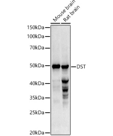DST Rabbit Polyclonal Antibody