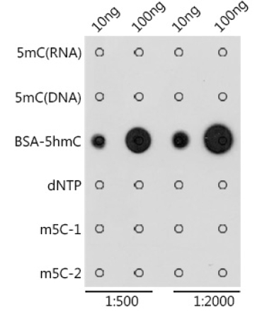 5-Hydroxymethylcytosine/ 5-hmC Rabbit Polyclonal Antibody