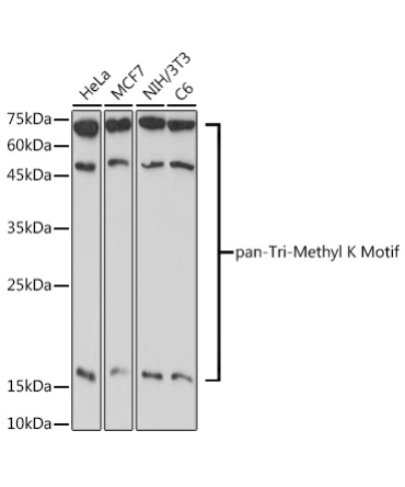 pan-Tri-Methyl lysine Rabbit Polyclonal Antibody