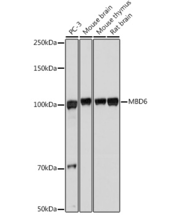 MBD6 Rabbit Polyclonal Antibody