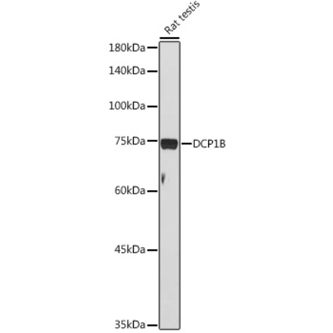 DCP1B Rabbit Polyclonal Antibody