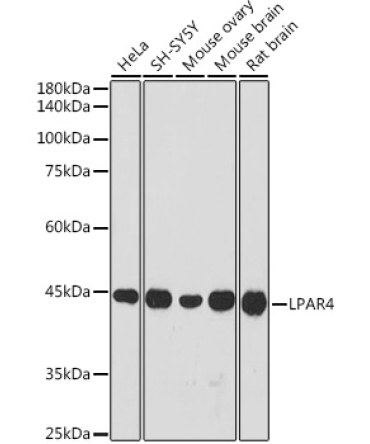 LPAR4 Rabbit Polyclonal Antibody