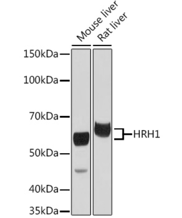 HRH1 Rabbit Polyclonal Antibody