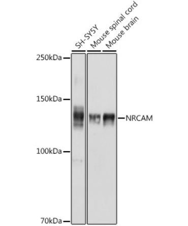 NRCAM Rabbit Polyclonal Antibody