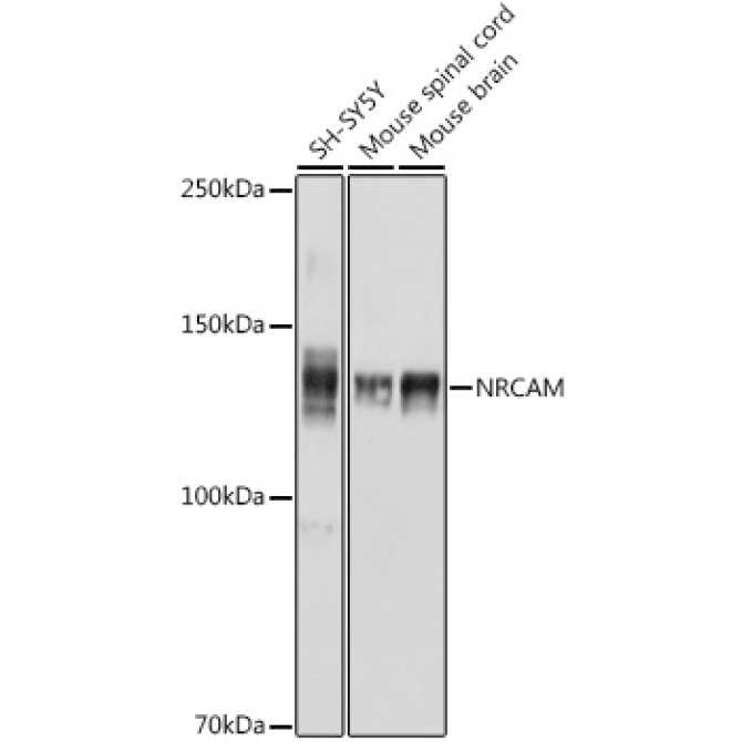 NRCAM Rabbit Polyclonal Antibody