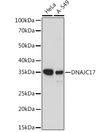 DNAJC17 Rabbit Polyclonal Antibody