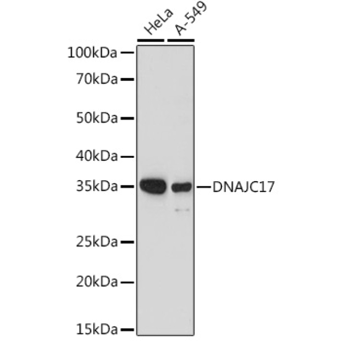 DNAJC17 Rabbit Polyclonal Antibody