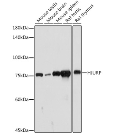 HJURP Rabbit Polyclonal Antibody
