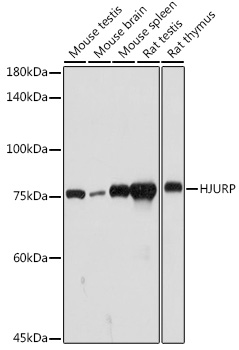HJURP Rabbit Polyclonal Antibody