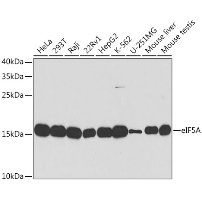 eIF5A Rabbit Polyclonal Antibody