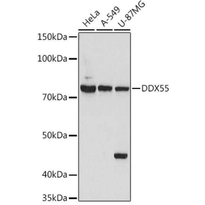 DDX55 Rabbit Polyclonal Antibody