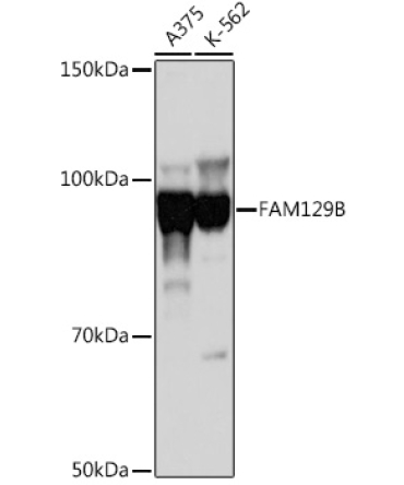 FAM129B Rabbit Polyclonal Antibody