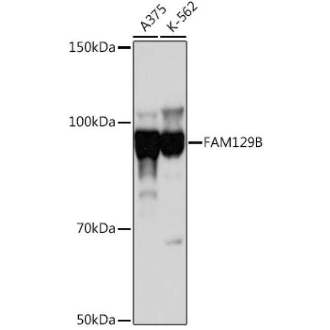 FAM129B Rabbit Polyclonal Antibody