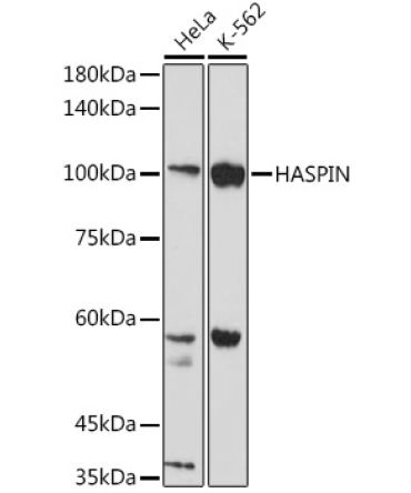HASPIN Rabbit Polyclonal Antibody