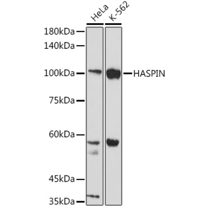 HASPIN Rabbit Polyclonal Antibody