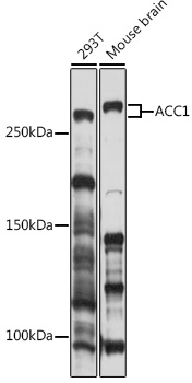 ACC1 Rabbit Polyclonal Antibody