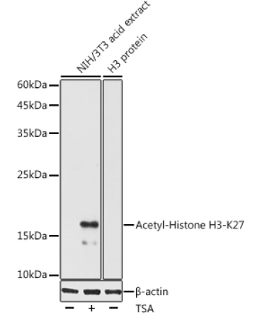 Acetyl-Histone H3-K27 Rabbit Polyclonal Antibody