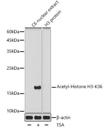 Acetyl-Histone H3-K36 Rabbit Polyclonal Antibody