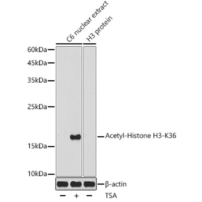 Acetyl-Histone H3-K36 Rabbit Polyclonal Antibody