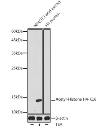 Acetyl-Histone H4-K16 Rabbit Polyclonal Antibody