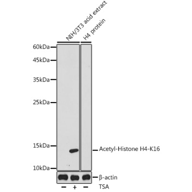 Acetyl-Histone H4-K16 Rabbit Polyclonal Antibody