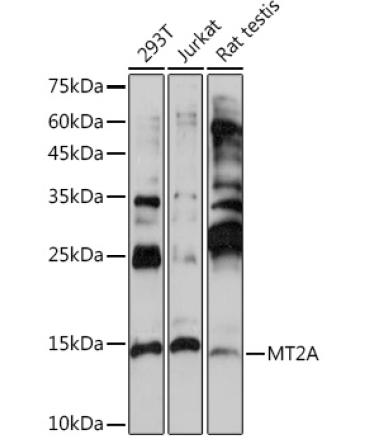 MT2A Rabbit Polyclonal Antibody
