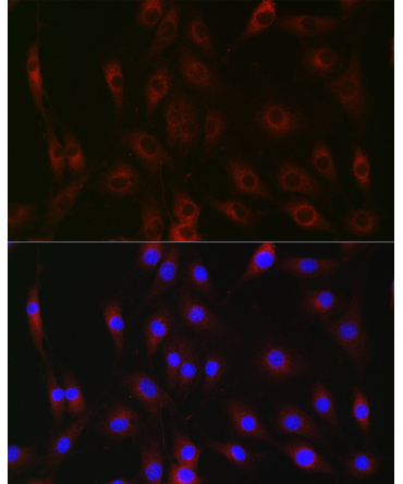 G6PC Rabbit Polyclonal Antibody