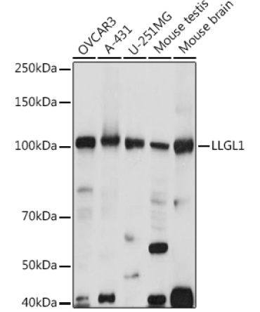LLGL1 Rabbit Polyclonal Antibody