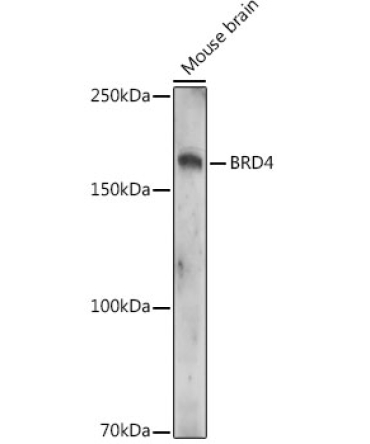 Acetyl-BRD4-K332 Rabbit Polyclonal Antibody