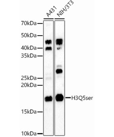 H3Q5ser Rabbit Polyclonal Antibody